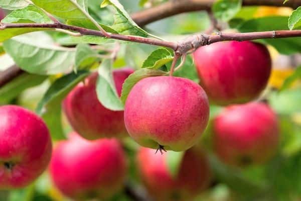 pommes sur l'arbre