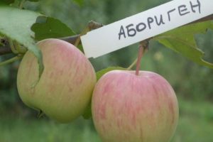 Descripción de la variedad de manzana aborigen y las principales características del cultivo, regiones de cultivo.