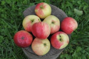 Description, characteristics and regions of distribution of the apple variety Aphrodite