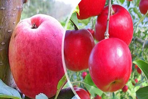 características de la variedad