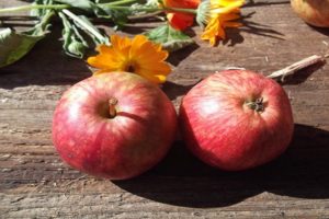 Description et caractéristiques de la variété de pomme Fleur écarlate, rendement et résistance à l'hiver