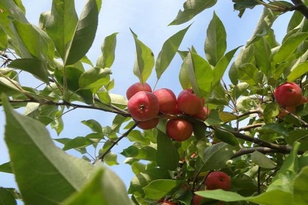 taches rosées