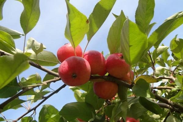 patologías de la manzana