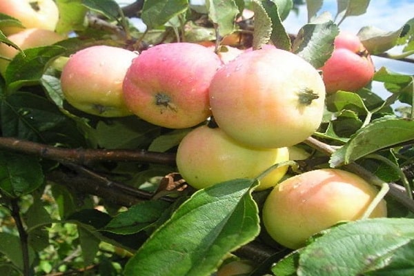 temperaturas bajas