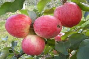 For which regions was the Alenushkino apple tree variety developed, description and characteristics