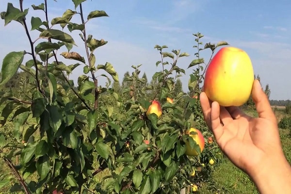 températures dans la région