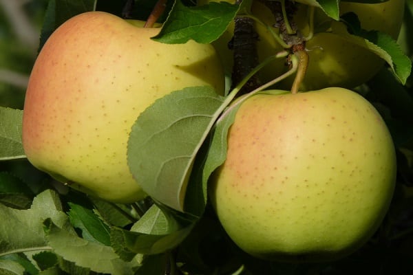 round fruits