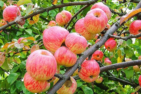 apple trees avenarius