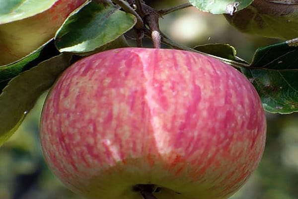 apple tree disadvantages