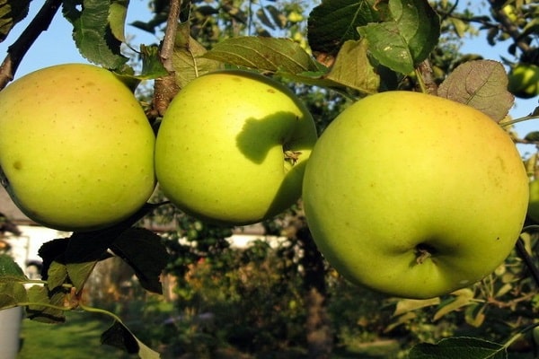 apple tree starts