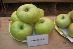 Description de la variété de pomme banane: maturation et fructification, dans quelles régions elle pousse