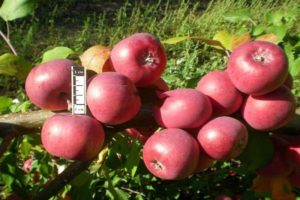 Caractéristiques et description des pommiers Bayan, régions de culture et avis des jardiniers