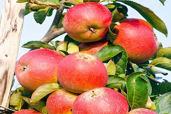 variedades de manzana