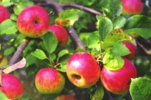 Características y descripción de la variedad de manzana Bellefleur Bashkir, regiones de cultivo y resistencia al invierno.