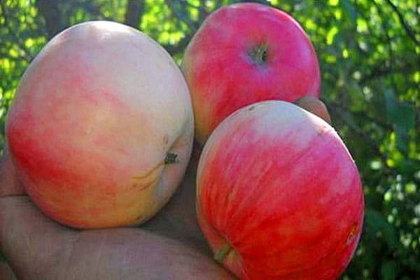 arbres pour la saison