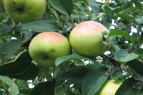 Description and characteristics of the apple variety Bessemyanka Michurinskaya, regions of distribution and reviews of gardeners