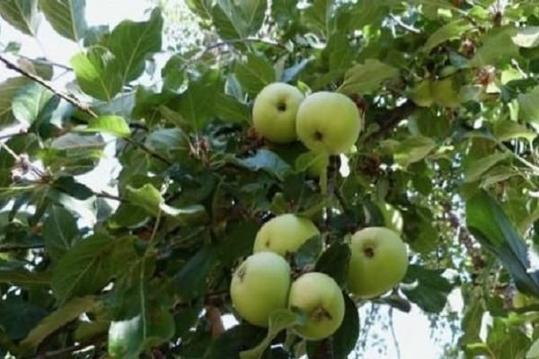 Description and characteristics of the apple variety Bessemyanka Michurinskaya, regions of distribution and reviews of gardeners