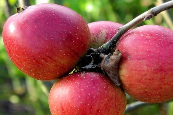 Description et caractéristiques de la variété de pommier Bessemyanka Michurinskaya, régions de distribution et avis des jardiniers