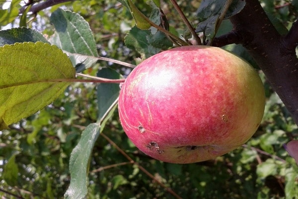 Descripción y características de la variedad de manzana Bessemyanka Michurinskaya, regiones de distribución y reseñas de jardineros.