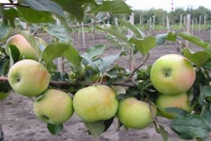 Description et caractéristiques de la variété de pomme Bessemyanka Michurinskaya, régions de distribution et avis des jardiniers