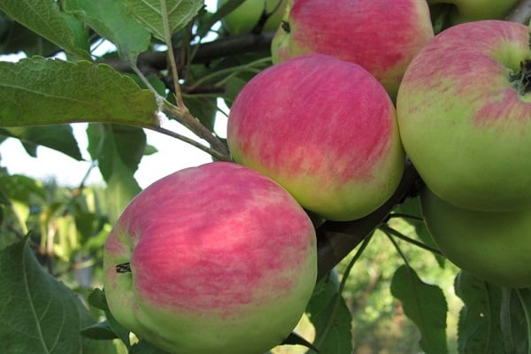 Descripción y características de la variedad de manzana Bessemyanka Michurinskaya, regiones de distribución y reseñas de jardineros.