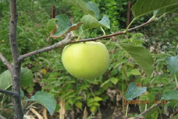 frequency of fruiting