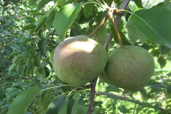 heladas de invierno