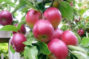 Descripción y características de la variedad de manzana roja, cuáles son las subespecies y regiones de crecimiento.