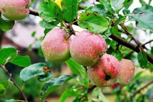 Characteristics and description of the apple variety Sokovo-3, disease resistance