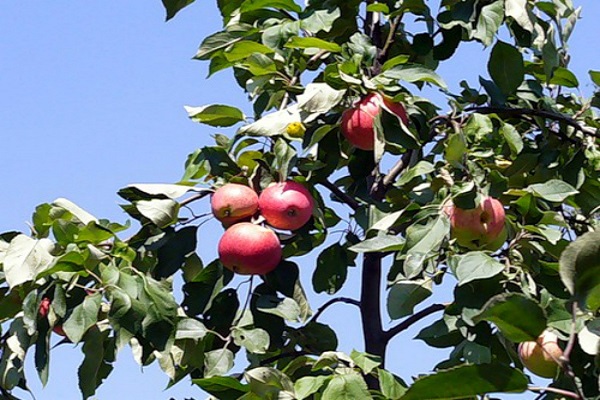 verano caluroso