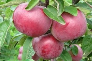 Description et caractéristiques de la variété de pomme Darunok, comment récolter et conserver la récolte