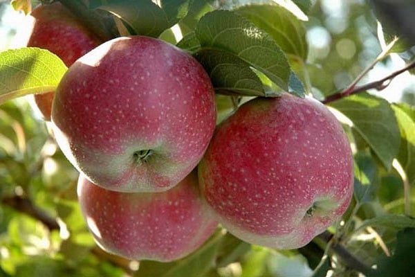 Description of the apple tree