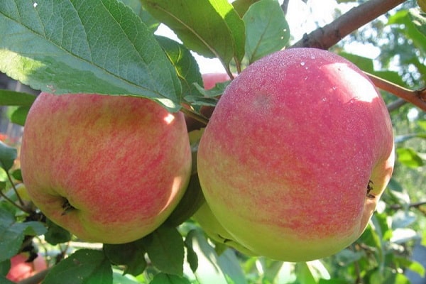 porter des fruits abondamment