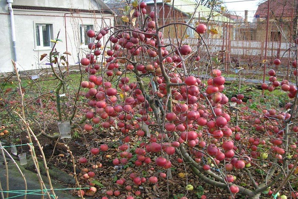 Jardiniers européens