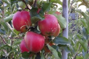 Description of the Eliza apple variety and its advantages, yield and growing regions