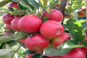 Description et caractéristiques de la variété de pomme en colonne Zhelannoye, régions de distribution de la culture