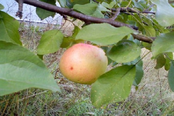 alimentación de otoño