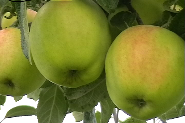 fruits rétrécissent