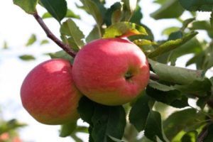 Characteristics, description and regions of growing apple trees of the Snezhny Kalvil variety