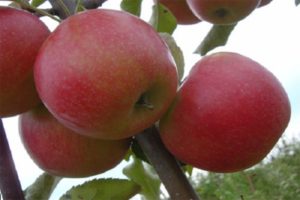 Description of the variety and yield of the apple tree Katerina, characteristics and growing regions