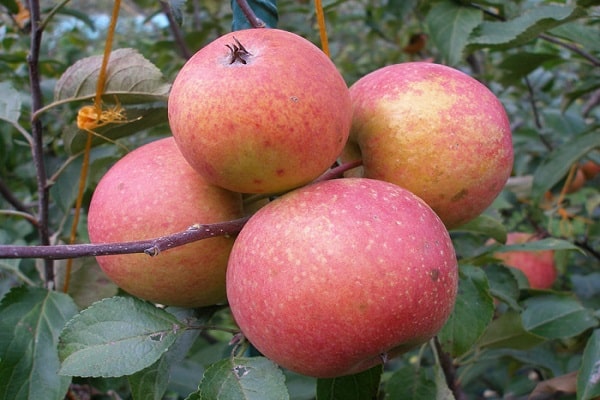 pommes cultivar