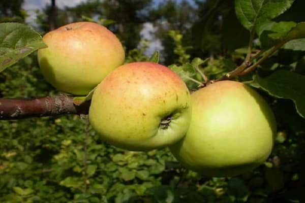 variedad de invierno