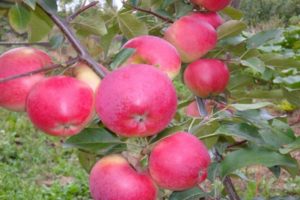 Descripción y características de la variedad de manzana de invierno Lyubava, cultivo y rendimiento.