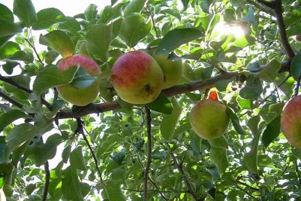 árbol frutal