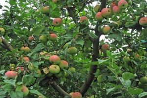 Description et caractéristiques du pommier Melba, hauteur de l'arbre et temps de maturation, entretien