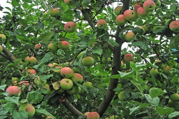 porte des fruits