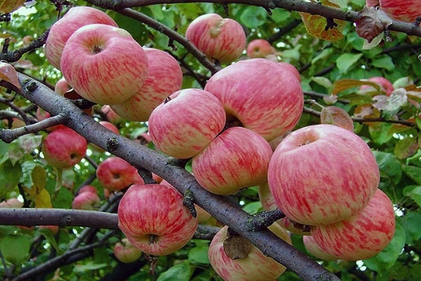 Costo del árbol joven