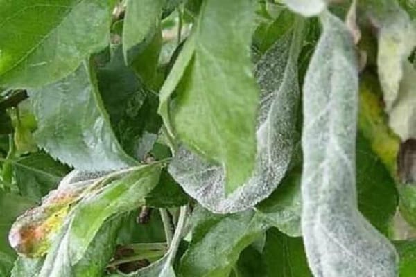 blooming leaves