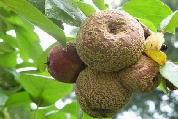 Pudrición de la fruta