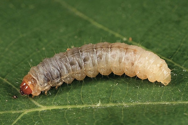 Polilla de la manzana